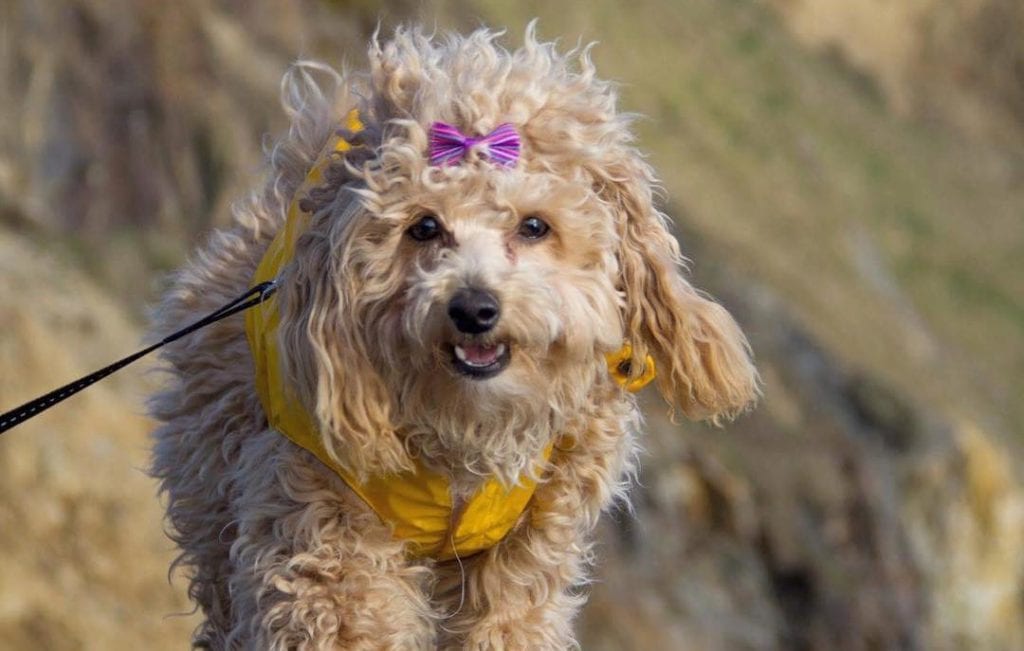 bichpoo dog smile