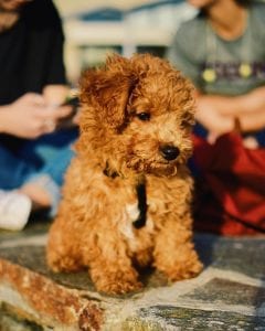 cute bichpoo dog brown