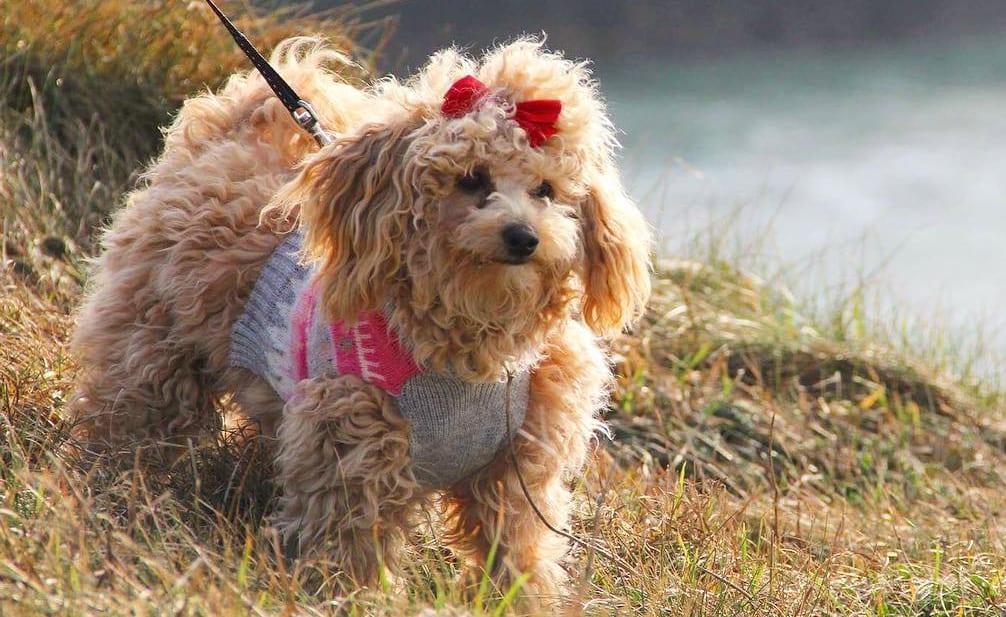 poochon dog poodle mix