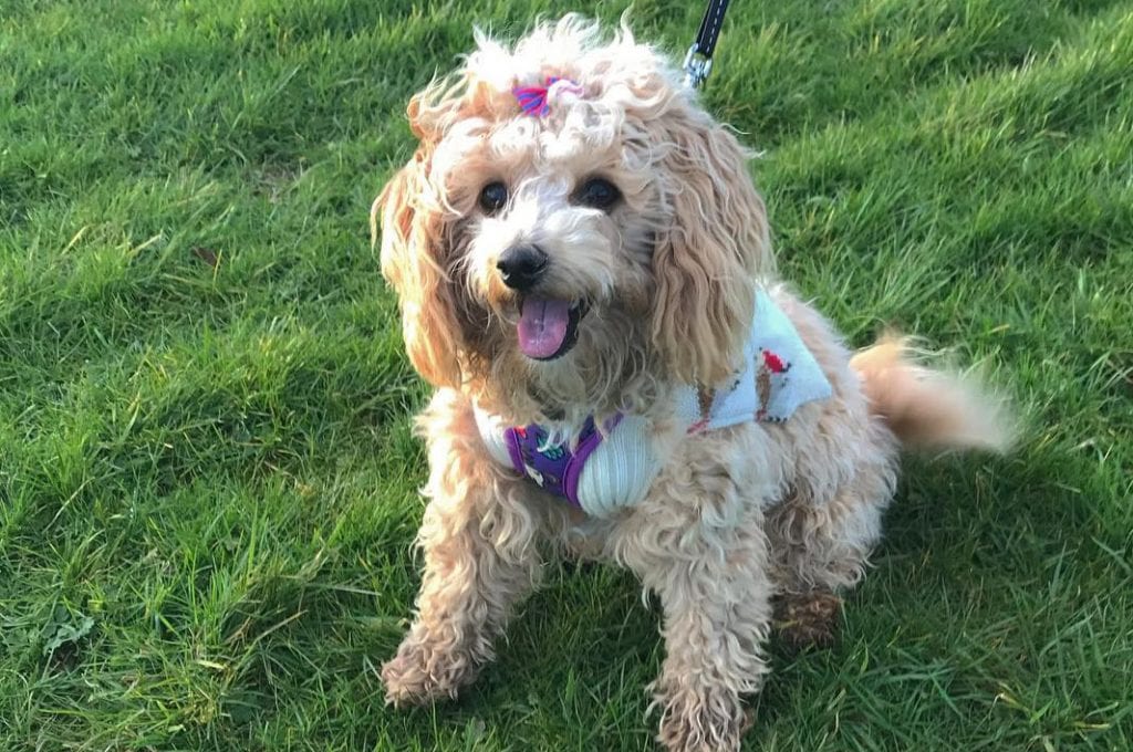 poodle mix bichon poo