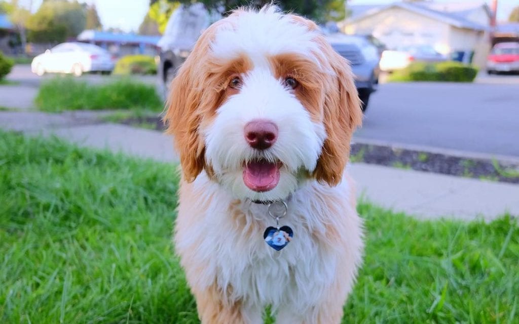 aussie poo puppy