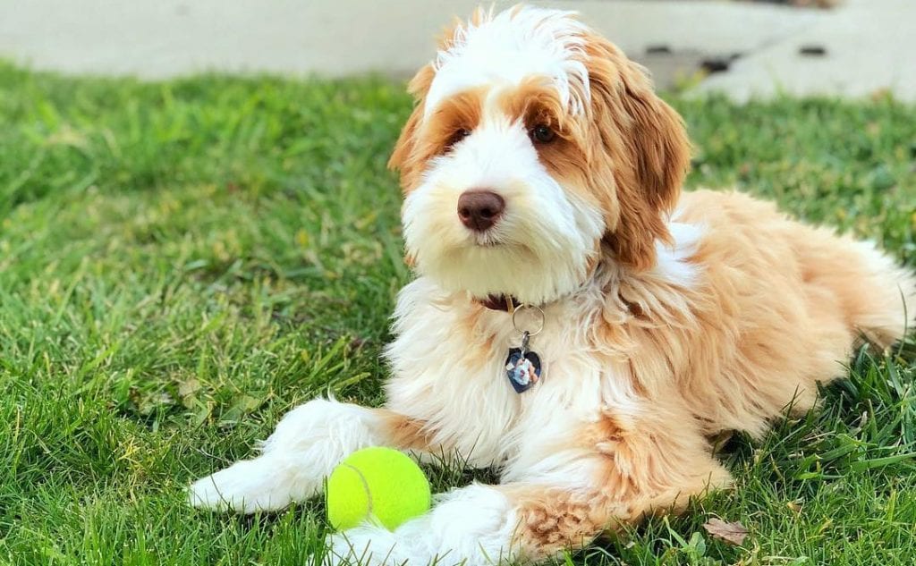 aussiedoodle dog play