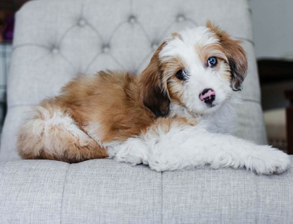 aussiedoodle dog sitting on chair