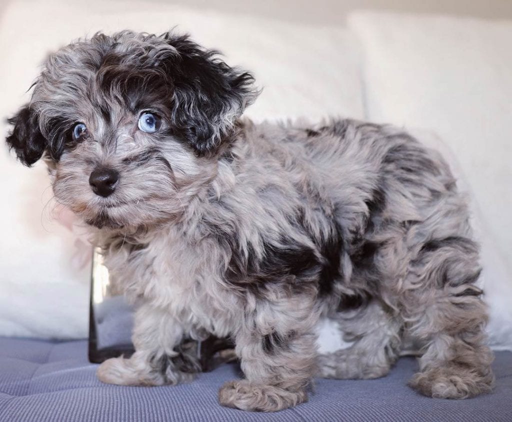 aussiedoodle puppy black and white