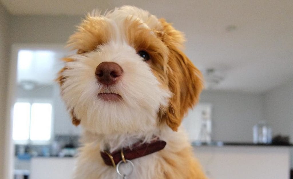 brown aussiedoodle dog