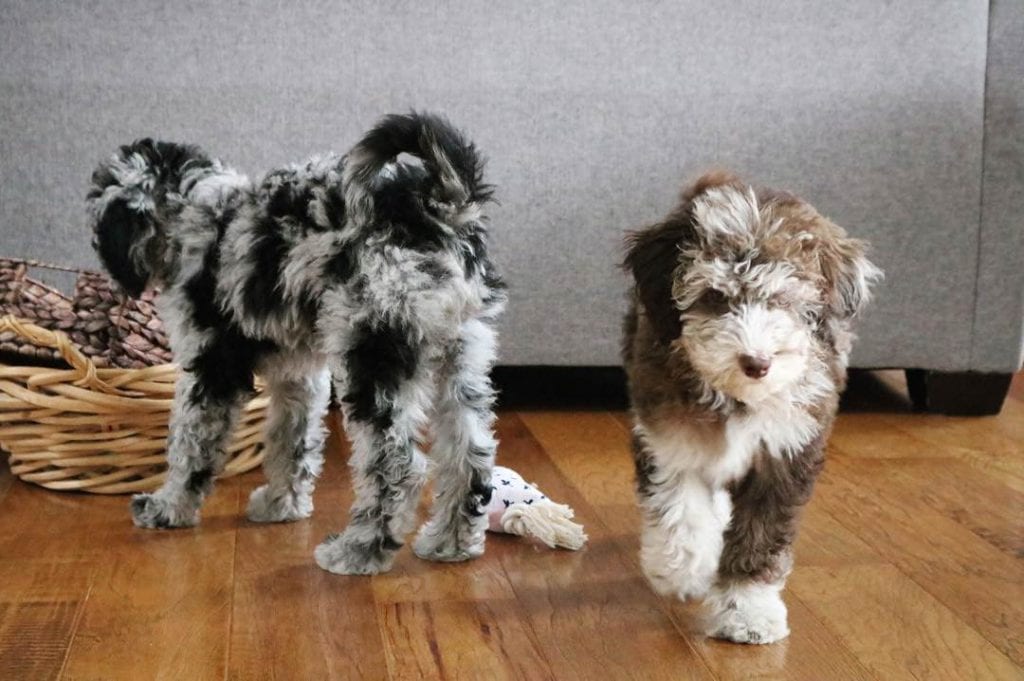 two aussiedoodle puppies