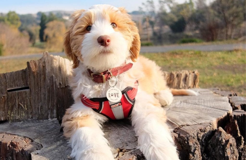 white mini aussiedoodle dog