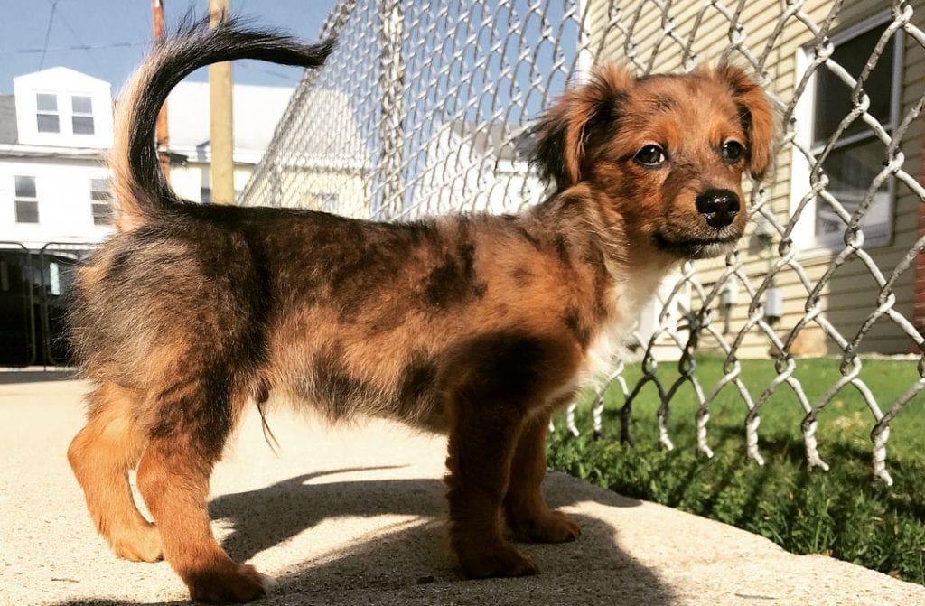 dameranian dachshund pomeranian mix dog