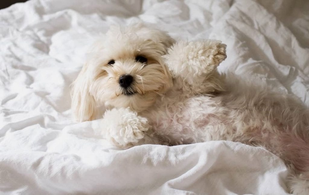 maltipom maltese pomeranian mix dog