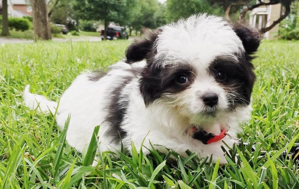 pomapoo poodle pomeranian mix dog