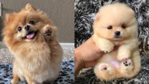 pomeranian-mix