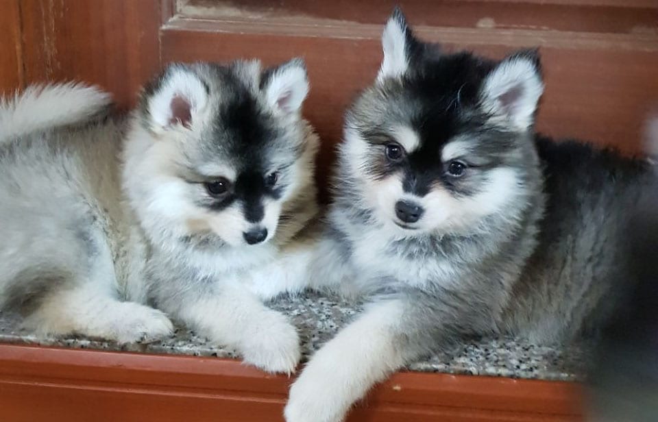 pomsky husky pomeranian mix dog