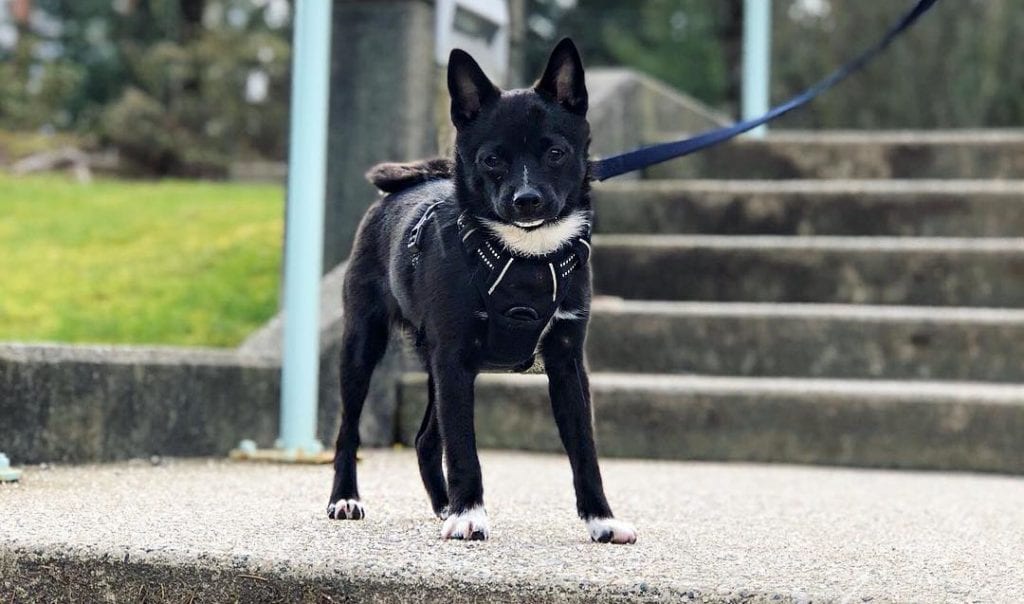 pomston boston terrier pomeranian mix dog