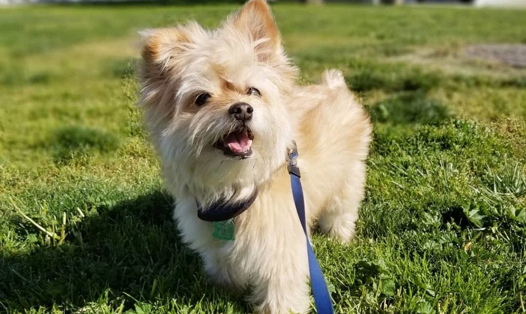 yoranian yorkshire terrier pomeranian mix dog