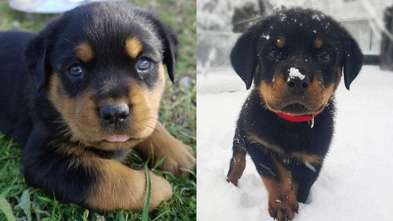 10 Amazing Things About Rottweiler Dogs 1 amazing-things-about-rottweiler