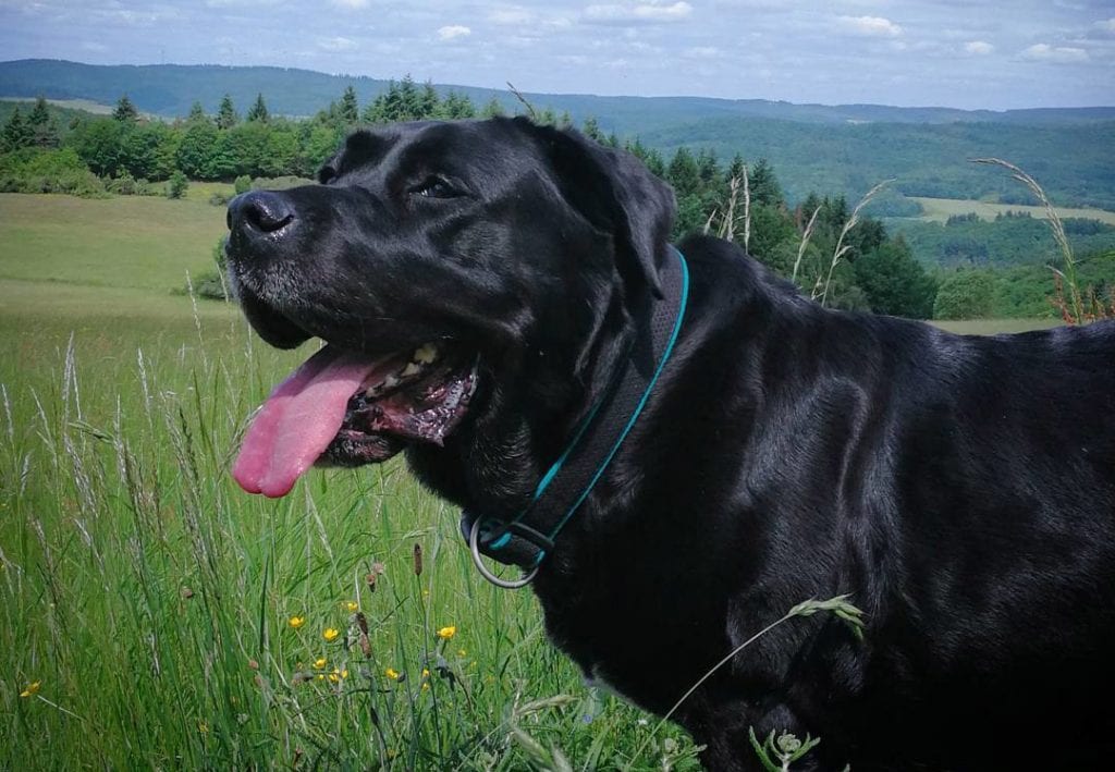 black mastador