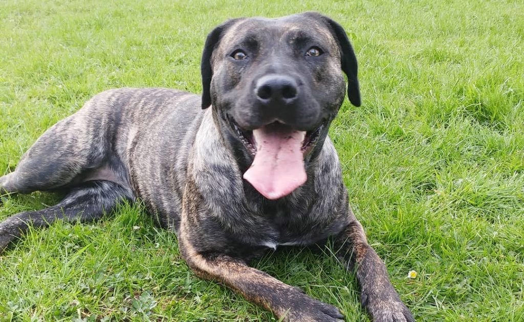 black mastador dog