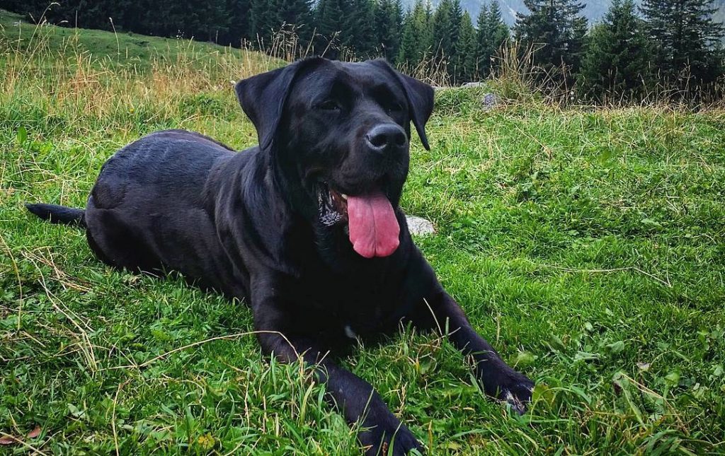 black mastador dogs