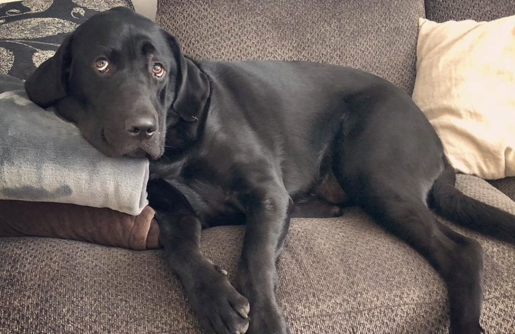 black mastiff lab mix mastador