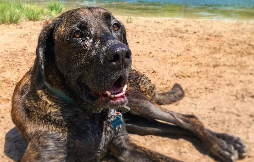 brown mastiff lab mix dog