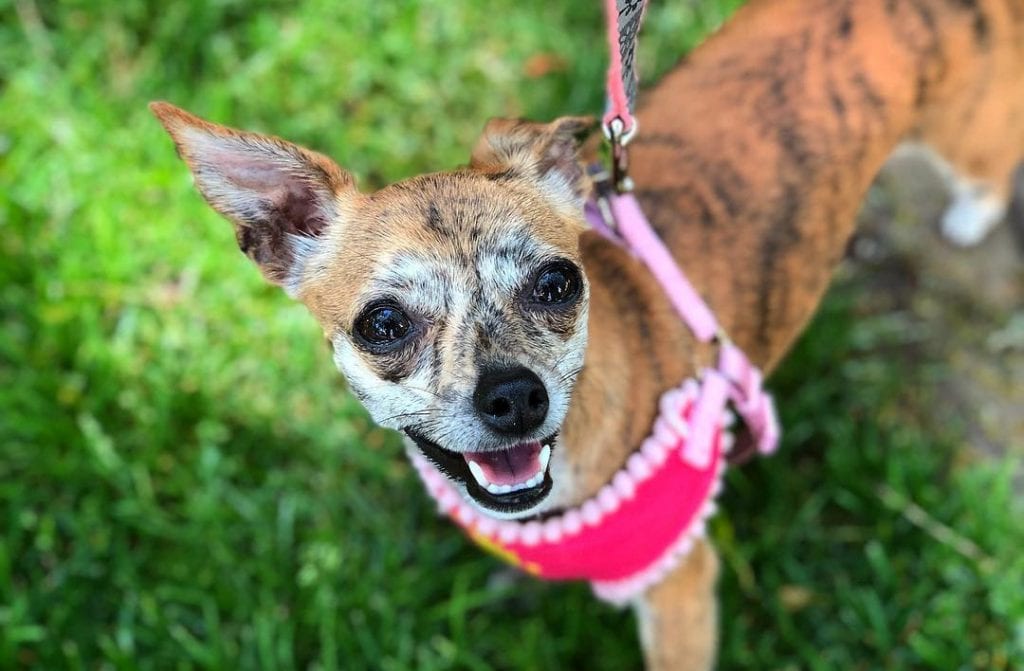 chiweenie dachshund chihuahua mix