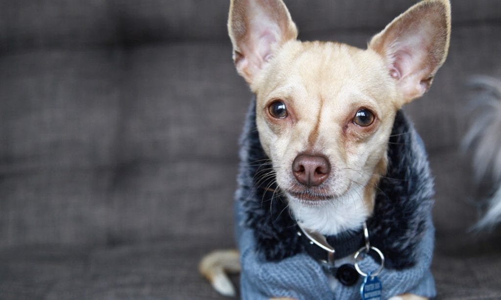 dachshund chihuahua mix