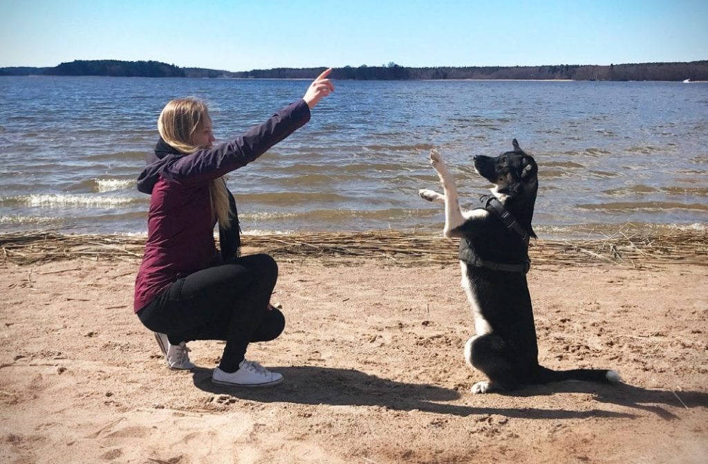 dog obedience training