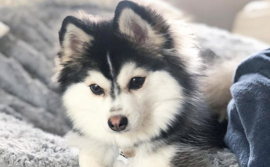 husky pomeranian mix dogs