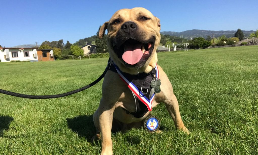 mastador mastiff lab mix dog