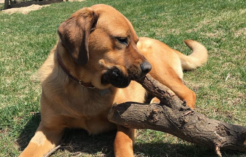 mastador mastiff lab mix dogs