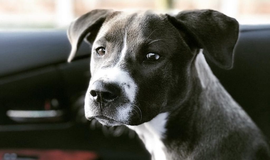 mastiff lab mix mastador dogs