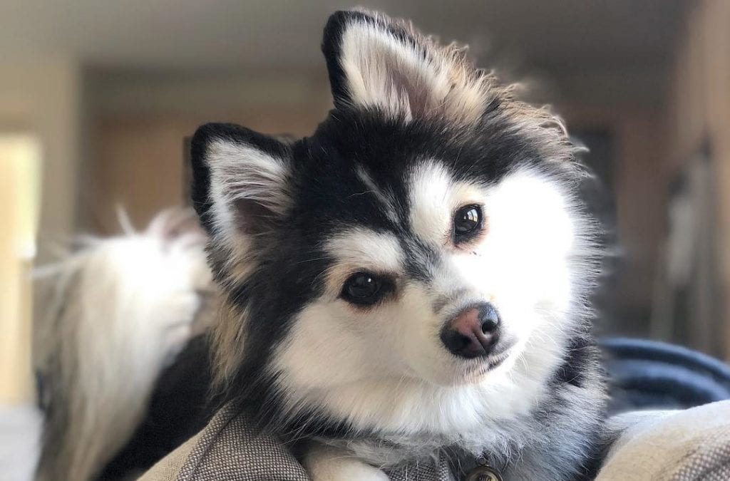 pomsky dog