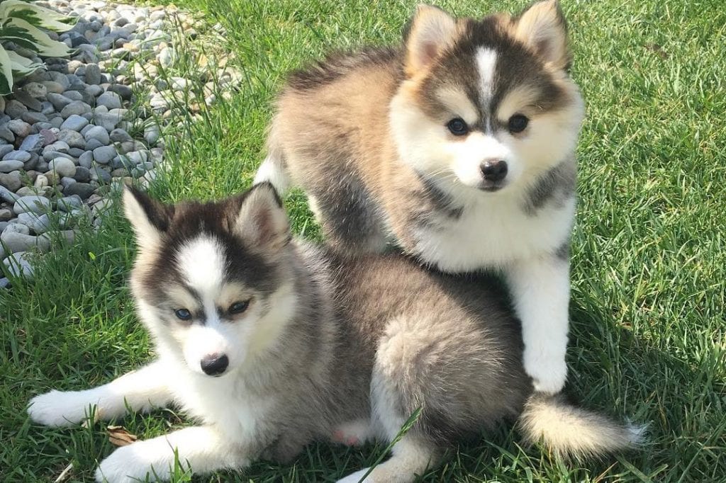 pomsky puppies