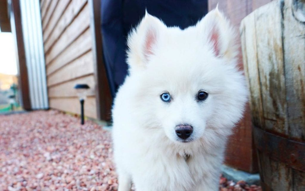 white pomsky puppy