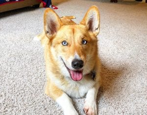 corgi husky mix