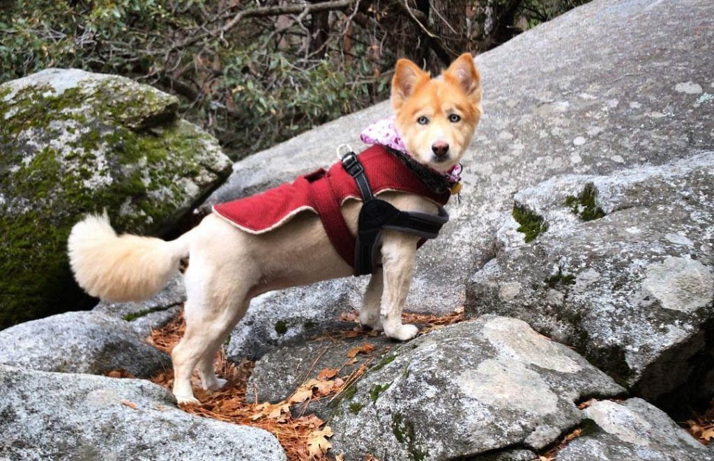 corgi-husky-mix-breed