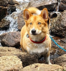 corgi husky mix dog