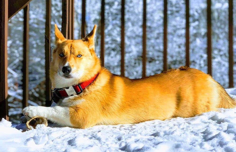 corgi husky mix horgi