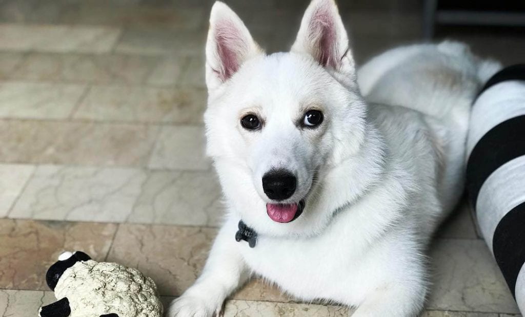 white-corgi-husky-mix