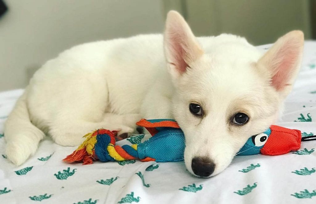 white-corgi-husky-mix-puppy