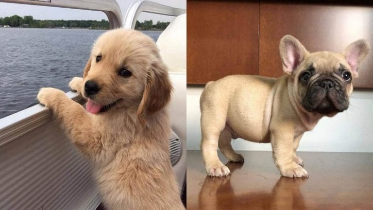 Healthy-Homemade-Dog-Food-Recipes