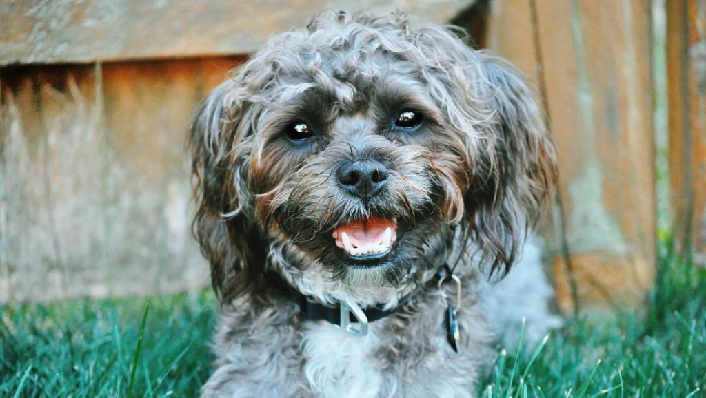 black shorkie dog