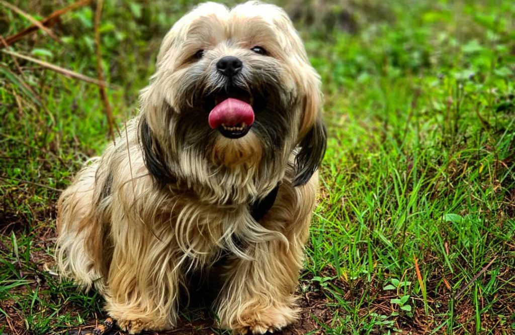 shorkie shih tzu mix