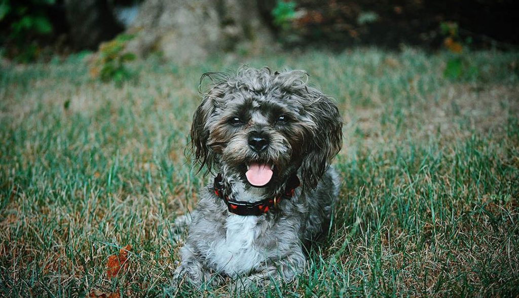 shorkie shih tzu terrier mix