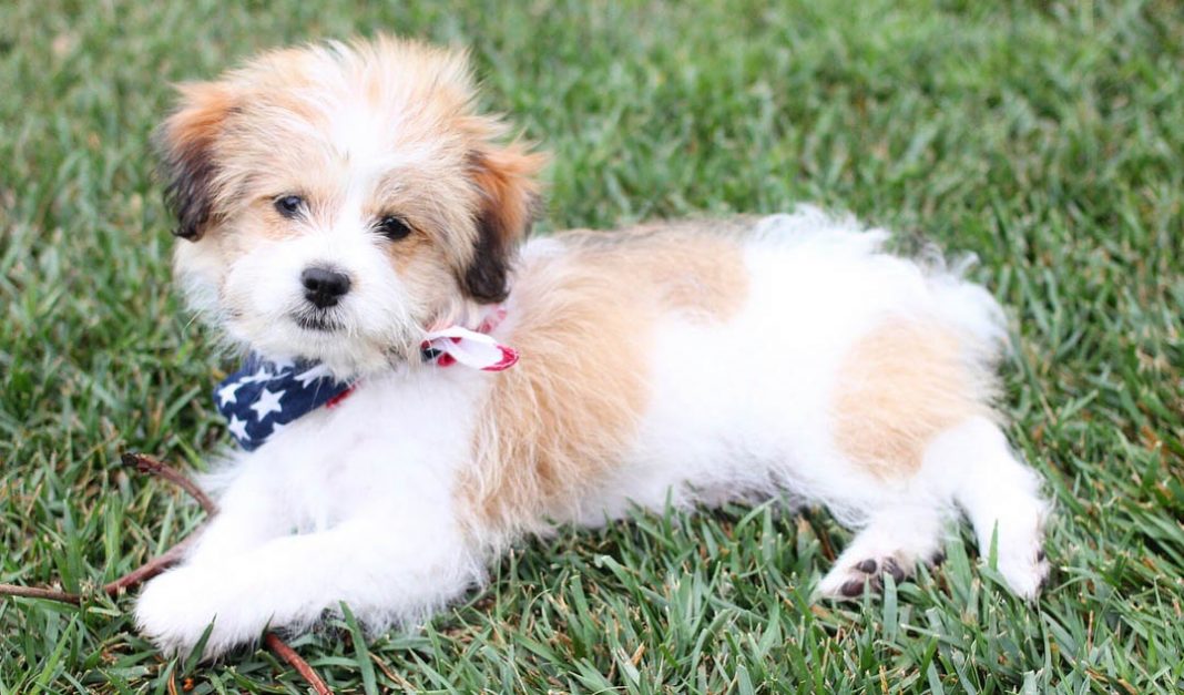 shorkie shih tzu yorkie mix