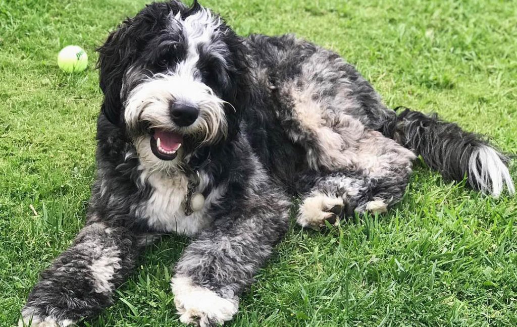 bernedoodle