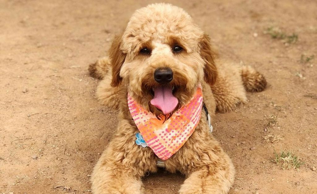 goldendoodle