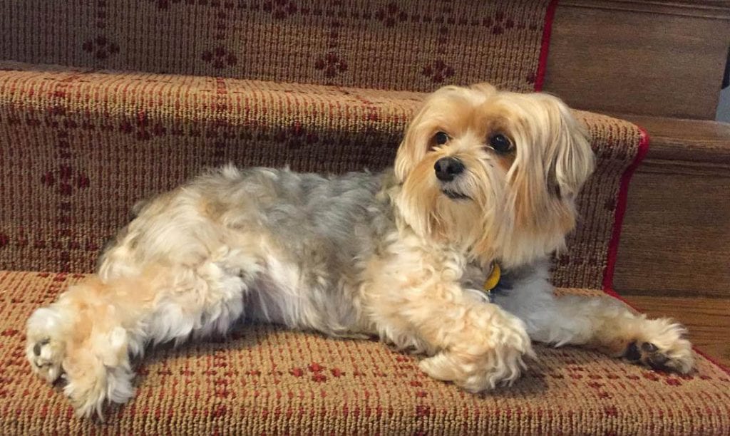 maltese yorkie