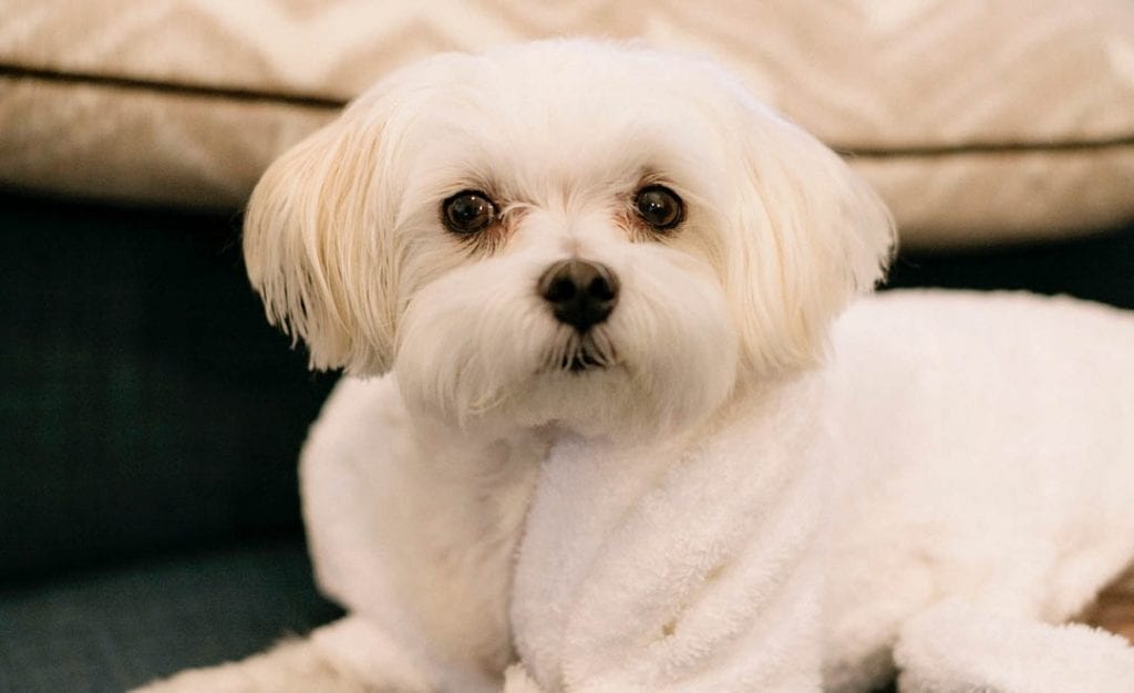 maltese yorkie