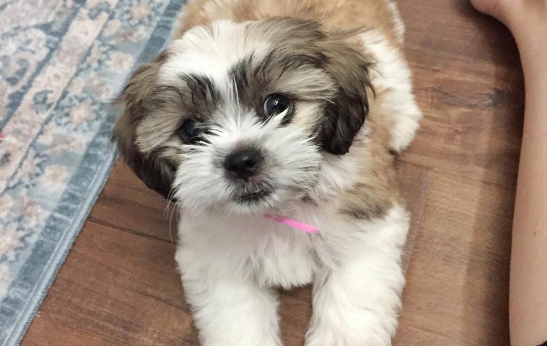 white brown shorkie puppy